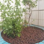 Application of clay pebbles/ leca in gardening and landsacping