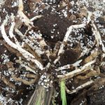 Perlite Super Coarse Horticultural Grade Expanded Perlite